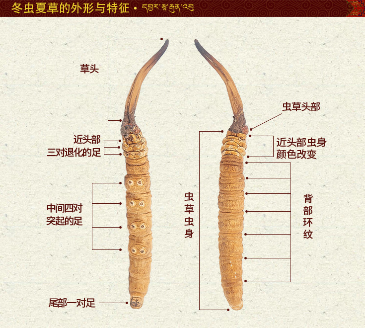 ���x�Ĳ����Ďׂ��M�ɲ���,���x�Ĳݸ��M�ɲ��ֵķQ�������Q