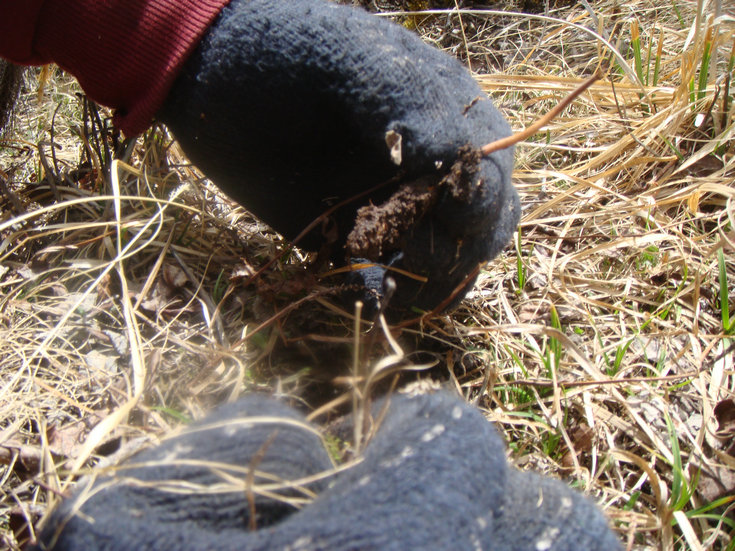 ���r���x�ĲݵĘ���,���r���x�Ĳ�,���r�x�݈DƬ