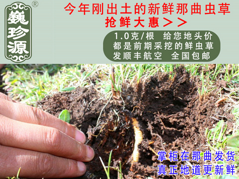 ���r���x�Ĳݣ��^�����r�x����Ρ��Դ1��/�����r�������x�Ĳ��^�ݣ������ڳ����������^�����r�x��